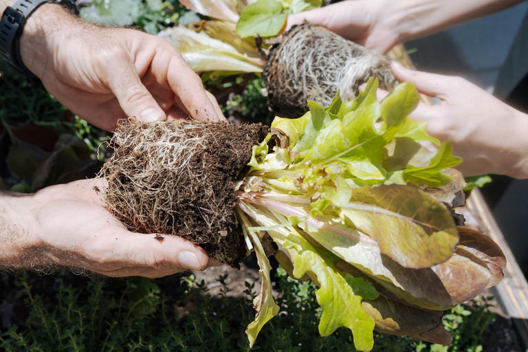 People plants veggies into a garden bed